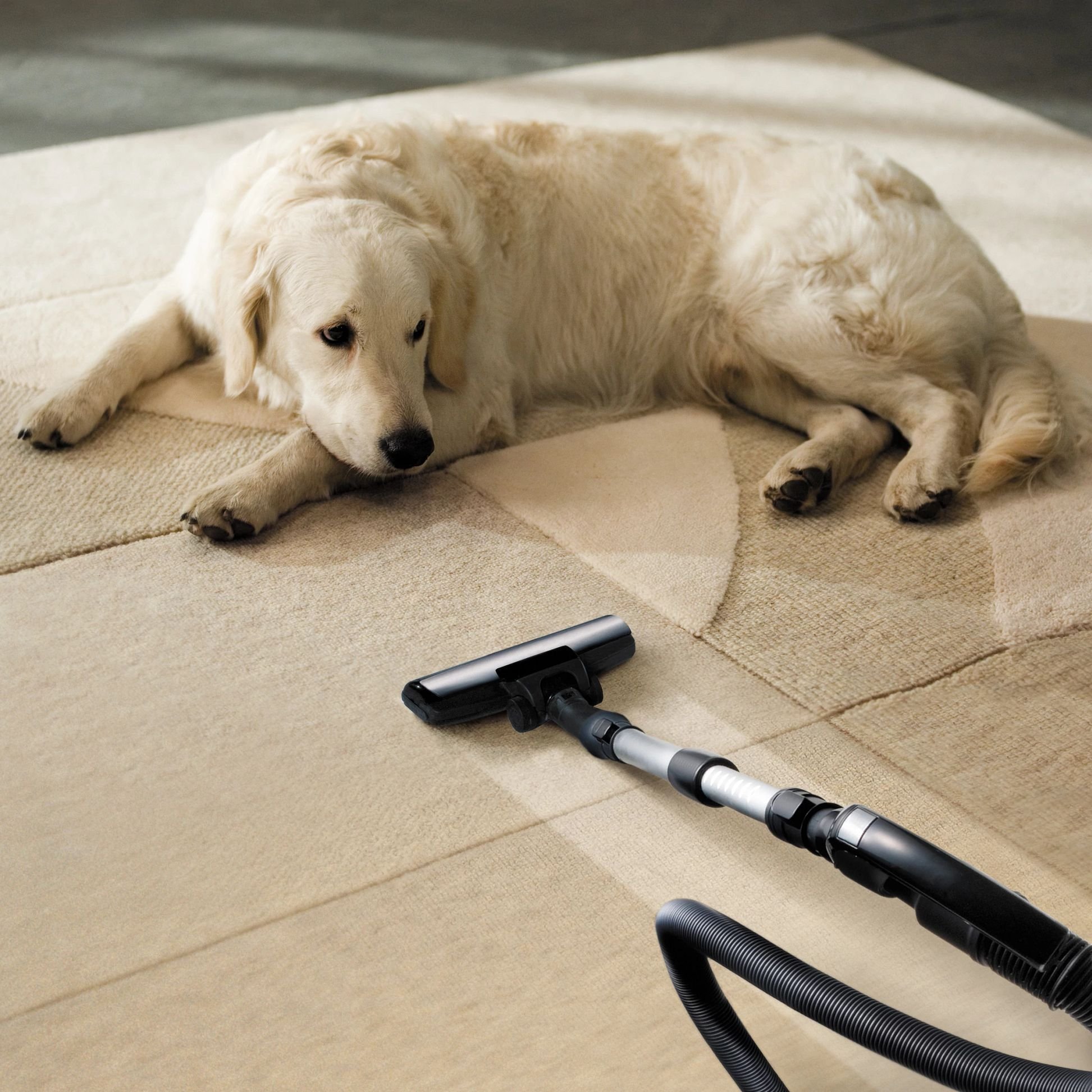 Care & Maintenance Of Carpet Articles By Carpet City Inc